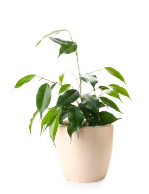 Ficus benjamina beyaz arka planda esrar içinde