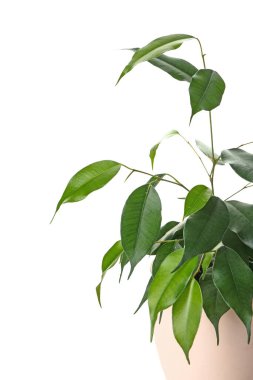 Beyaz arka planda ficus benjamina, yakın plan