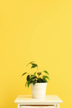 Ficus benjamina saksıda. Renkli duvarın yanındaki masada.