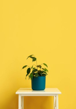 Ficus benjamina saksıda. Renkli duvarın yanındaki masada.