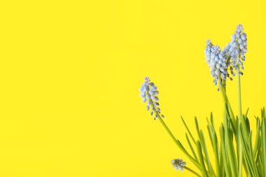 Sarı arka planda çiçek açan üzüm sümbülü bitkisi (Muscari)