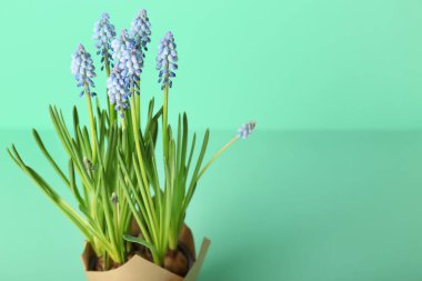 Turkuaz arka planda çiçek açan üzüm çiçeği (Muscari) saksısı