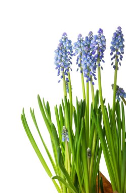 Çiçek açan üzüm sümbülü bitkisi (Muscari) beyaz üzerine izole edilmiş