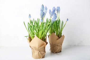 Hafif arka planda çiçek açan üzüm sümbülü saksıları (Muscari)