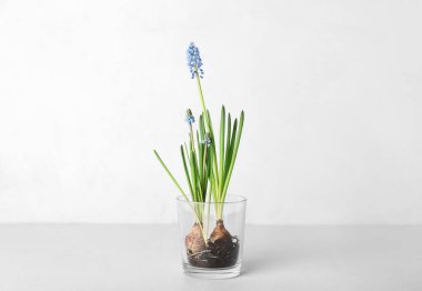 Açık arkaplanda çiçek açan üzüm sümbülü (Muscari) olan cam.