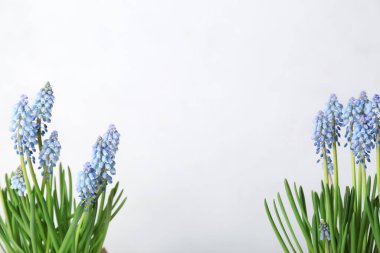 Açık arkaplanda çiçek açan üzüm sümbülü (Muscari)