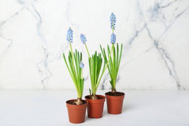 Hafif arka planda çiçek açan üzüm sümbülü saksıları (Muscari)