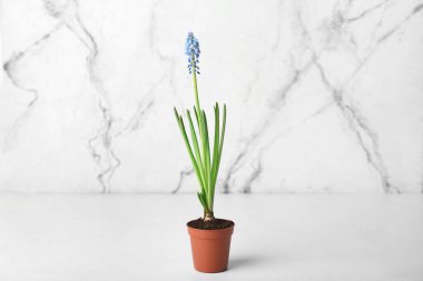 Hafif arkaplanda çiçek açan üzüm sümbülü (Muscari)