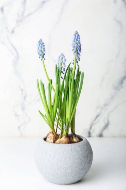 Hafif arkaplanda çiçek açan üzüm sümbülü (Muscari)
