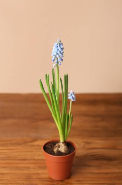 Ağaç masanın üzerinde çiçek açan üzüm sümbülü (Muscari).