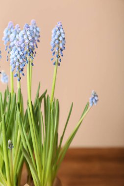 Renk arkaplanında çiçek açan üzüm sümbülü (Muscari)