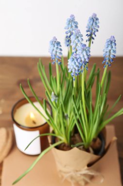 Çiçekli üzüm sümbülü (Muscari) ve ahşap masada mum.