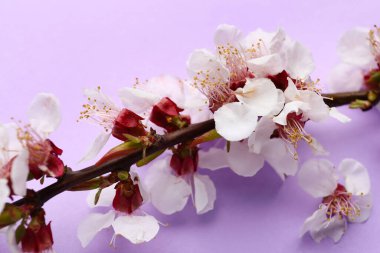 Leylak arka planında güzel açan bahar dalı, yakın plan.