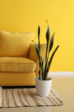 Sarı duvarın yanında kanepesi ve bitkisi olan modern oturma odasının içinde.