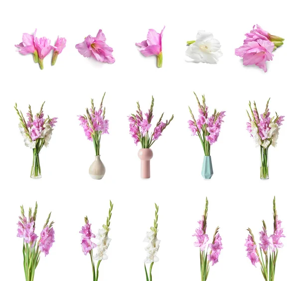 Set Med Vackra Gladiolus Blommor Vit Bakgrund — Stockfoto