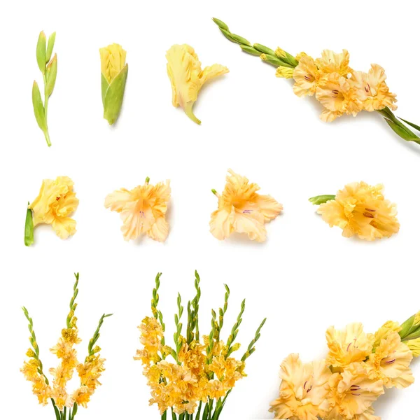 Набір Красивих Жовтих Квітів Гладіолусів Ізольовані Білому — стокове фото
