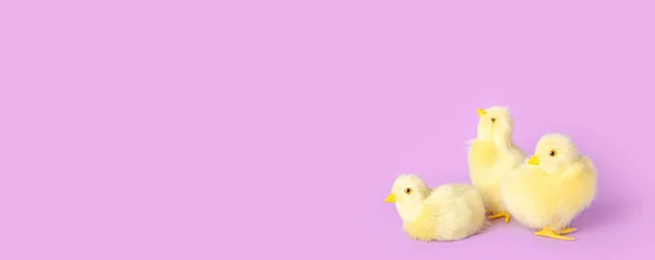 Niedliche Gelbe Hühner Auf Fliederfarbenem Hintergrund Mit Platz Für Text — Stockfoto