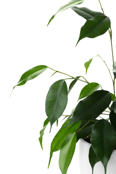 Ficus Benjamina Pot White Background Closeup — Stock Photo, Image