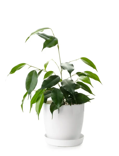 Ficus Benjamina Maceta Sobre Fondo Blanco — Foto de Stock