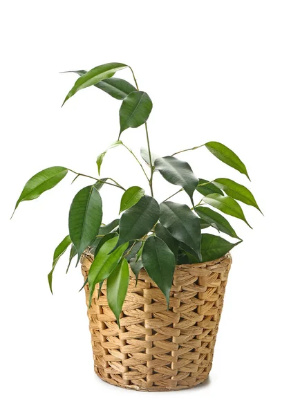 Ficus Benjamina Wicker Pot White Background — Stock Photo, Image