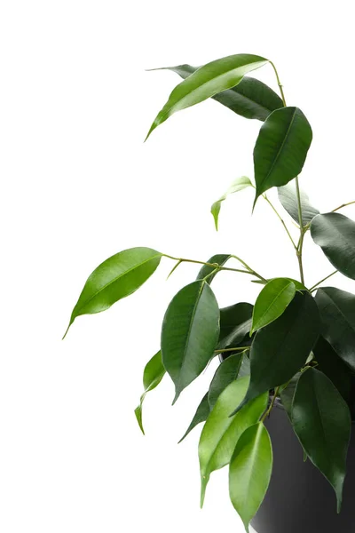 Ficus Benjamina Dalam Pot Pada Latar Belakang Putih Closeup — Stok Foto