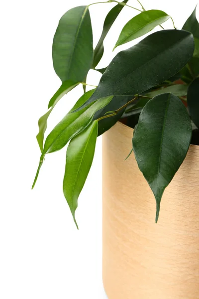 Ficus Benjamina Pot White Background Closeup — Stock Photo, Image