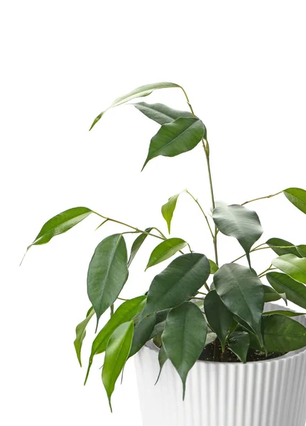Ficus Benjamina Pot Fehér Háttér — Stock Fotó