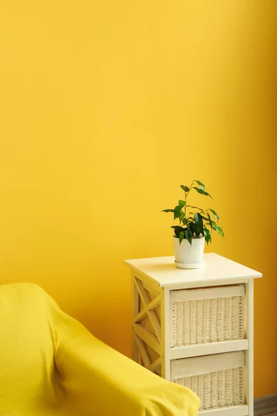 Ficus Benjamina Pot Table Armchair Color Wall Room — Stock Photo, Image