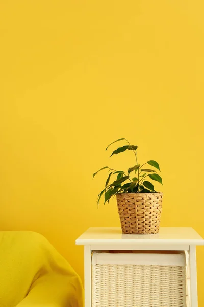Ficus Benjamina Pot Chest Drawers Yellow Wall — Stock Photo, Image