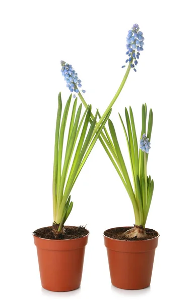 Pots Blooming Grape Hyacinth Plants Muscari Isolated White — Stock Photo, Image