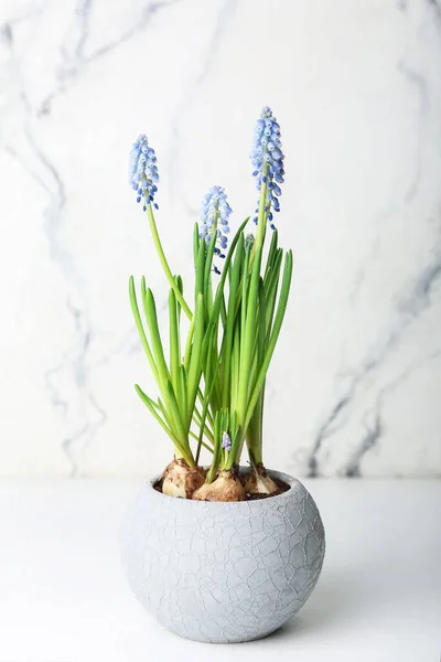 Pote Com Jacinto Uva Florescente Muscari Fundo Claro — Fotografia de Stock