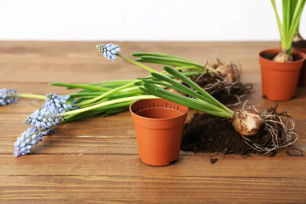Pot Soil Blooming Grape Hyacinth Plants Muscari Wooden Table — Stock Photo, Image