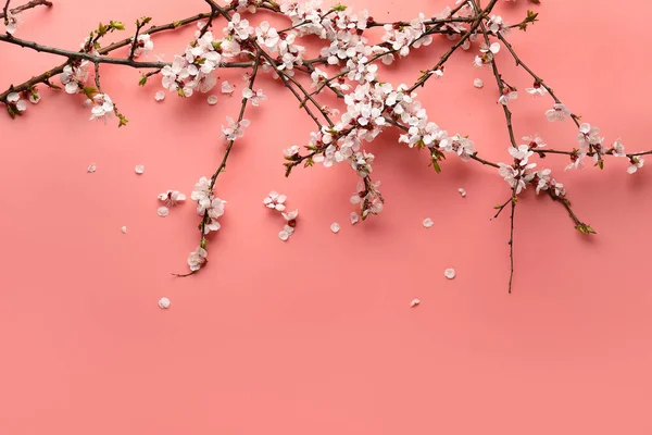 Vackra Blommande Vårgrenar Rosa Bakgrund — Stockfoto