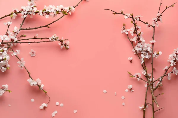 Vackra Blommande Vårgrenar Rosa Bakgrund Ovanifrån — Stockfoto