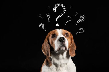 Komik Beagle köpeği ve siyah arka planda soru işaretleri