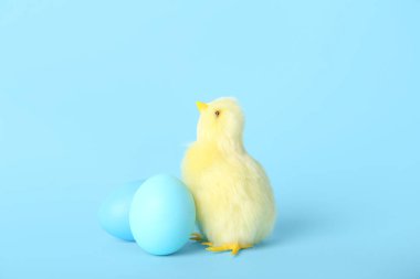 Sevimli sarı tavuk ve mavi arka planda Paskalya yumurtası.