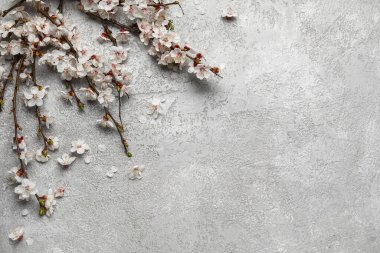 Gri arkaplanda güzel açan bahar dalları