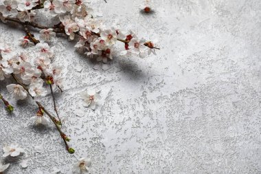 Gri arkaplanda güzel açan bahar dalları