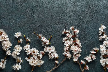 Koyu arkaplanda güzel açan bahar dalları