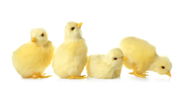 Cute Yellow Chickens Isolated White — Stock Photo, Image