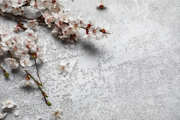 Gri arkaplanda güzel açan bahar dalları