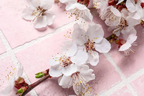 Hermosa Rama Primavera Flor Sobre Fondo Rosa Primer Plano — Foto de Stock