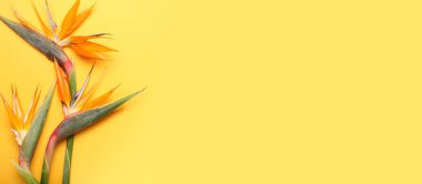 Sarı zemin üzerinde güzel cennet kuşu çiçekleri metin için boşluk, üst görünüm