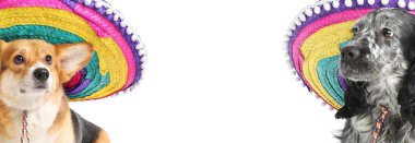 Cute Mexican dogs in sombrero hats on white background with space for text
