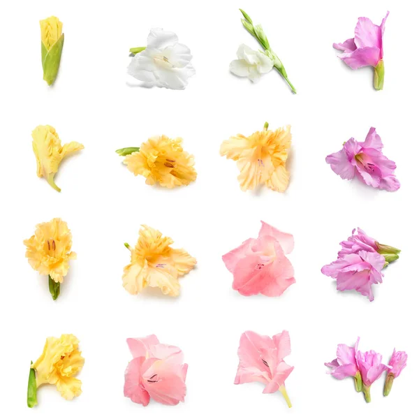 Набір Красивих Квітів Гладіолусів Ізольовані Білому — стокове фото