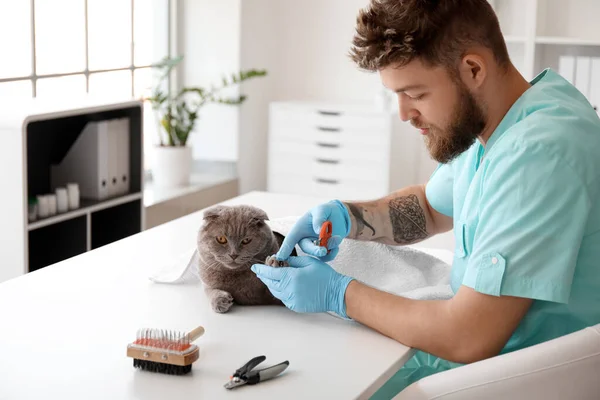 Veterinarian Trimming Claws Scottish Fold Cat Clinic — Stock Photo, Image