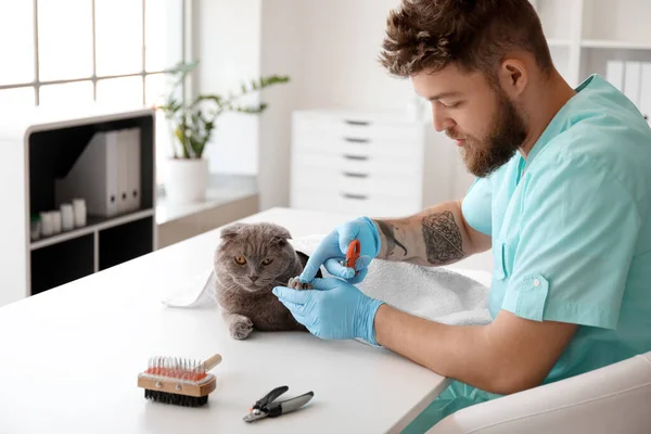 Veterinario Recorte Garras Escocés Pliegue Gato Clínica — Foto de Stock