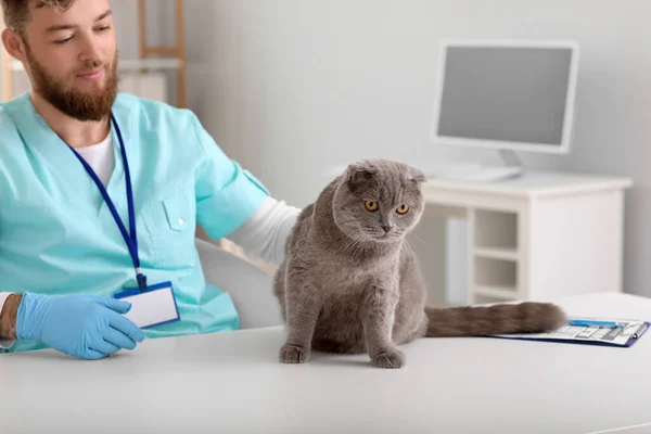 Veterinario Examinando Escocés Pliegue Gato Clínica — Foto de Stock