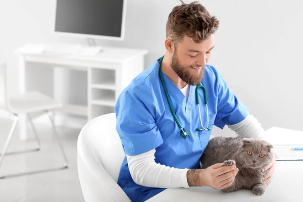 Veterinarian Examining Scottish Fold Cat Clinic — Stock Photo, Image