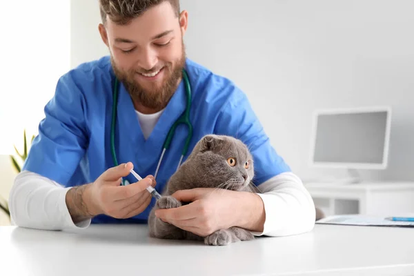Veterinarian Giving Shot Scottish Fold Cat Clinic — Foto de Stock